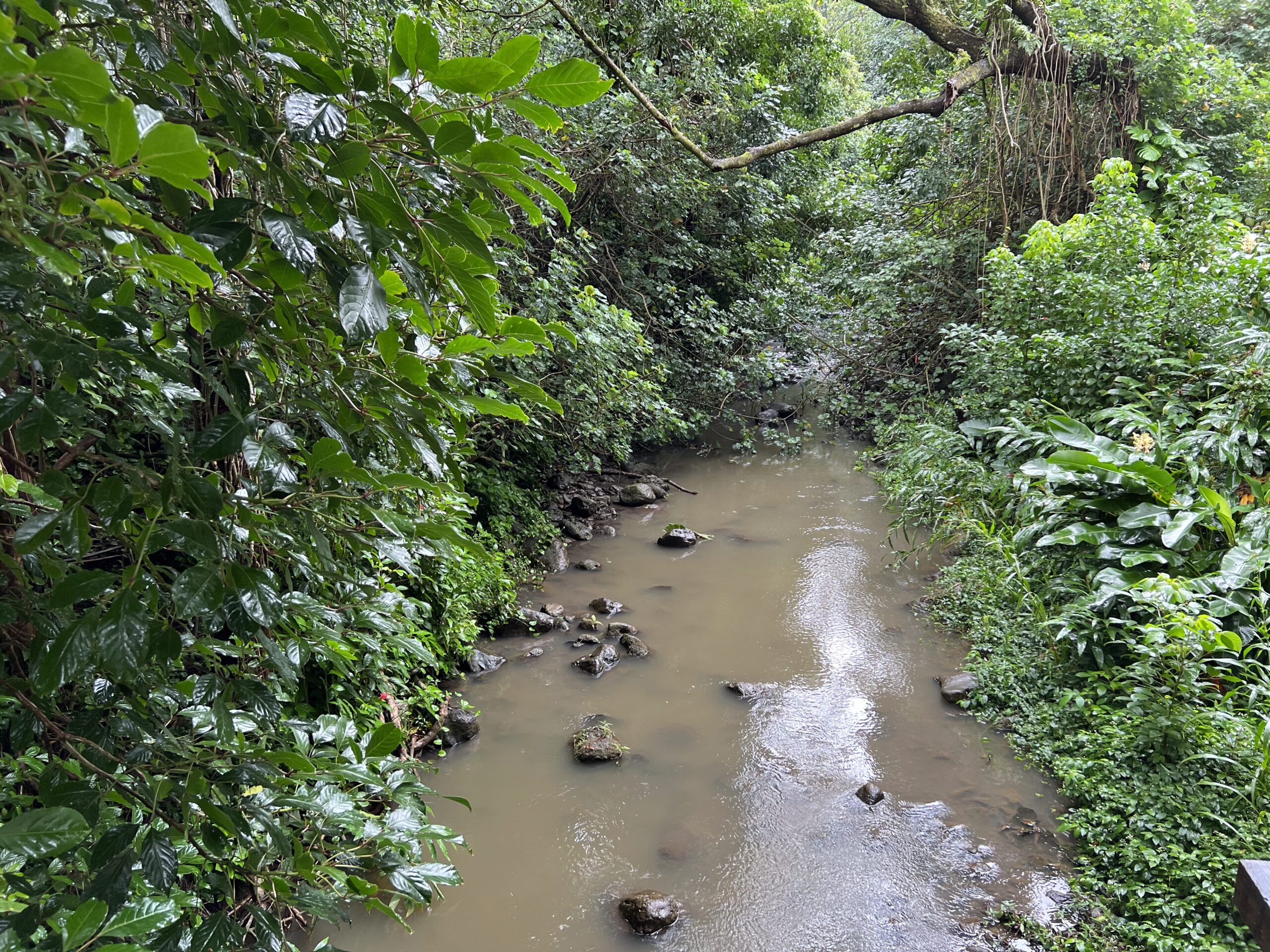 Honolulu, HI lush forest with a stream
